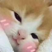 184x184