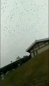 368x640