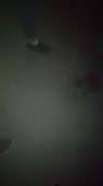 240x426