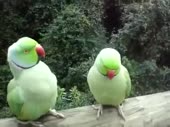 480x360