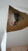 406x720