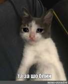 422x520