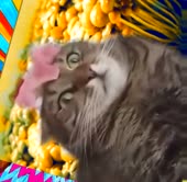368x360