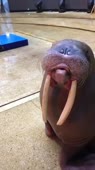 406x720