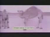 320x240