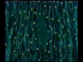 320x240
