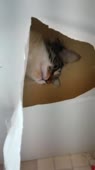 406x720