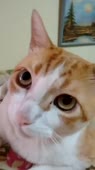 406x720