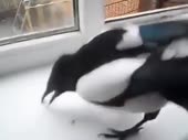 480x360