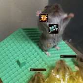 1080x1080