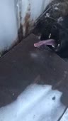 408x720
