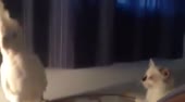 400x222