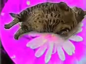 320x240