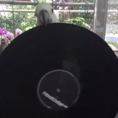 720x720