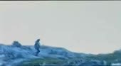 480x264