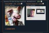 427x291