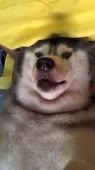 720x1278