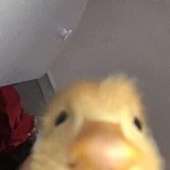 320x320