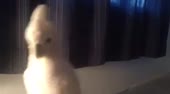 400x222