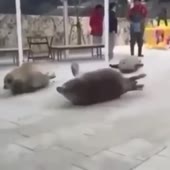 360x360
