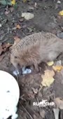 384x720