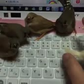 426x426