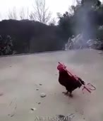 310x360