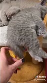 544x960