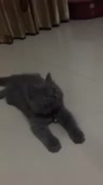 720x1278