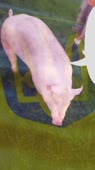 720x1280