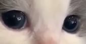 528x272