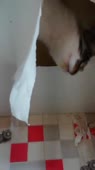 406x720