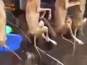 320x240