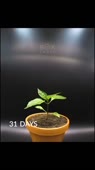 460x818