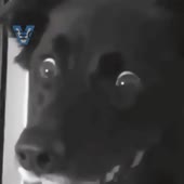 460x460