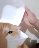 288x360