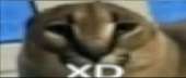 1080x461