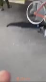 452x800
