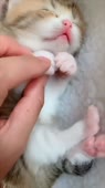 460x816