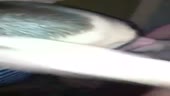 480x272