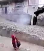310x360