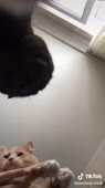 540x960