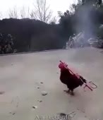 310x360