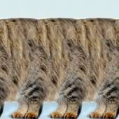 256x256