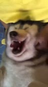 720x1278