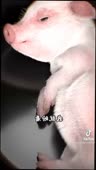 720x1264