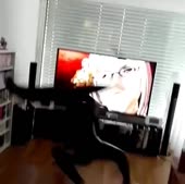 426x424