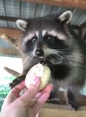 544x736