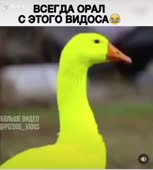 540x600