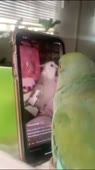 406x720